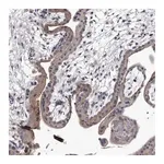 Merck Anti-GAPVD1 antibody produced in rabbit