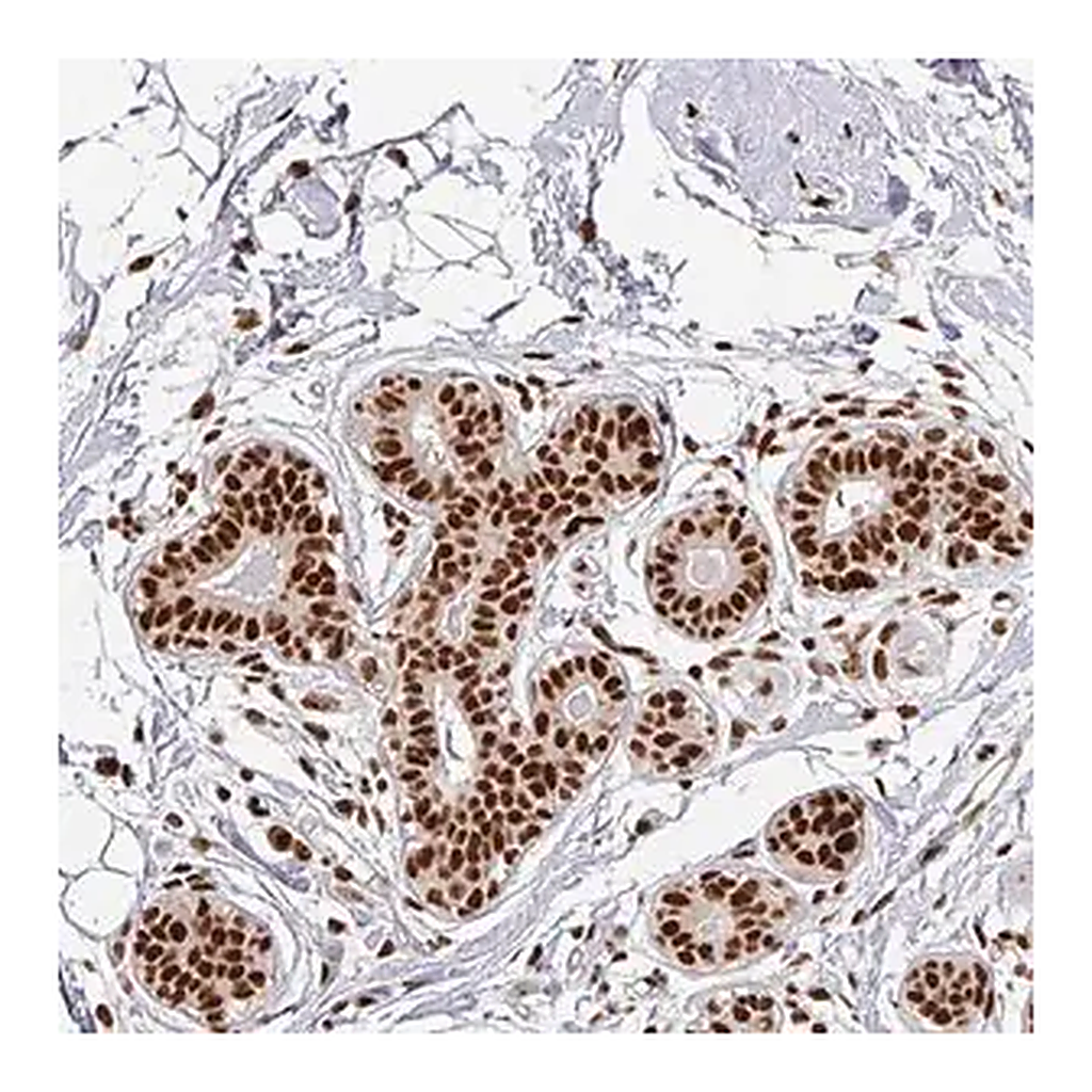 Merck Anti-SIK3 antibody produced in rabbit