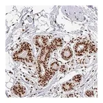 Merck Anti-SIK3 antibody produced in rabbit