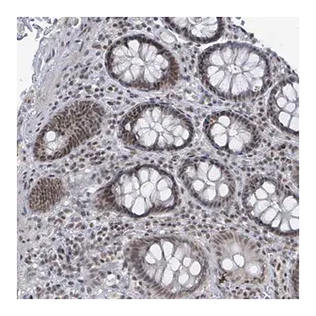 Merck Anti-BANP antibody produced in rabbit