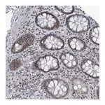 Merck Anti-BANP antibody produced in rabbit