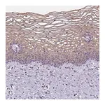 Merck Anti-GSDMC antibody produced in rabbit