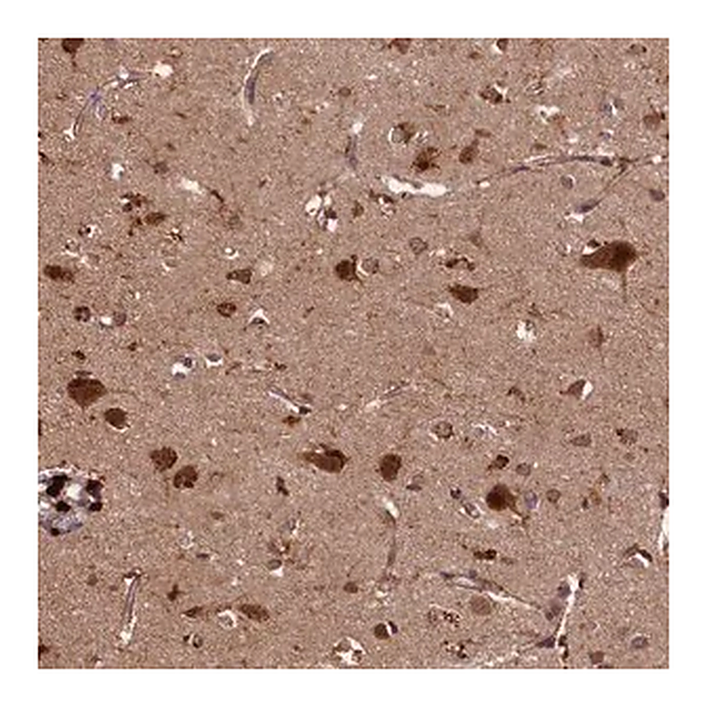Merck Anti-SLC11A2 antibody produced in rabbit
