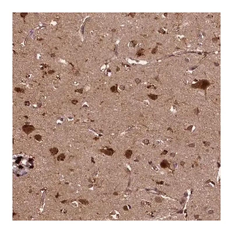 Merck Anti-SLC11A2 antibody produced in rabbit