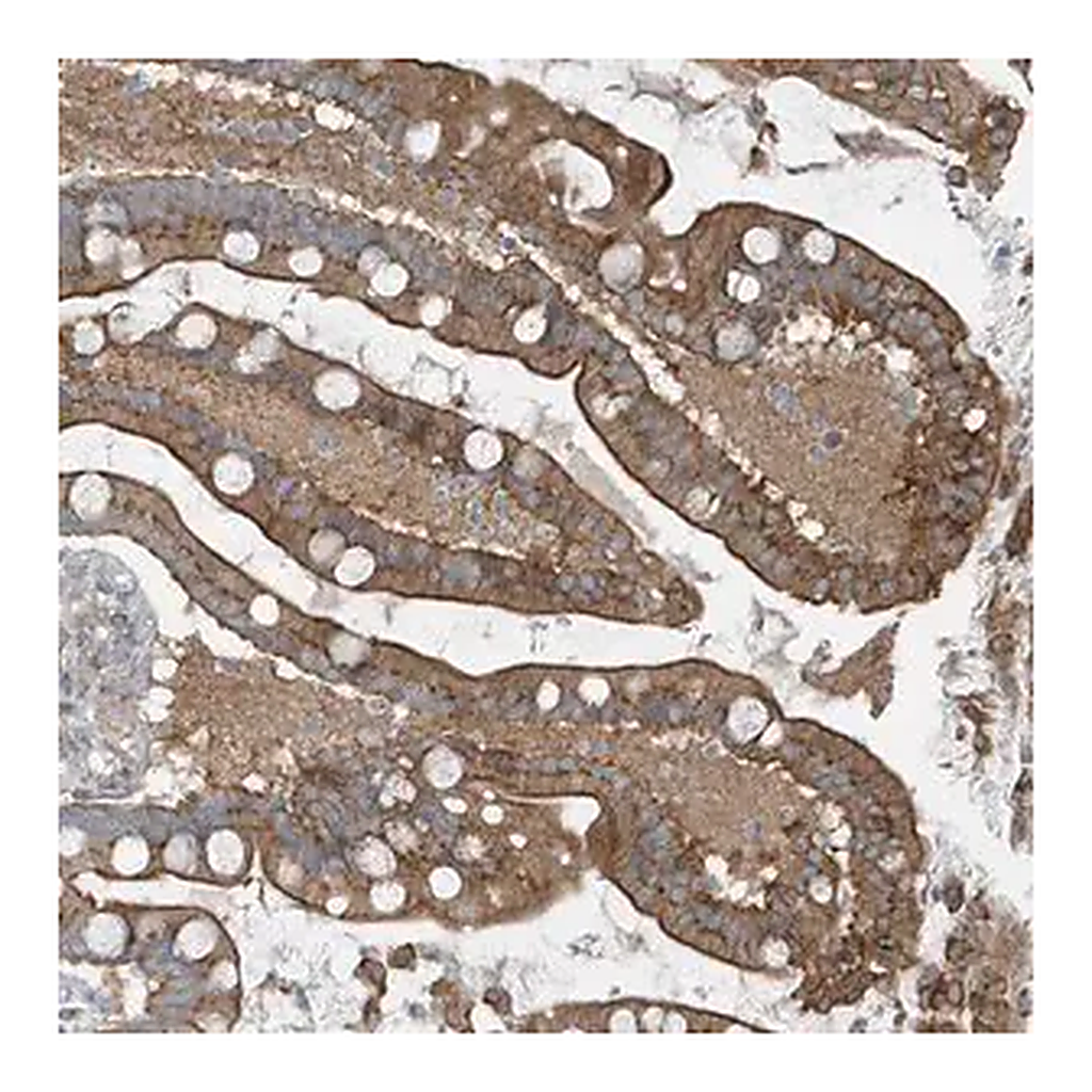 Merck Anti-GCC2 antibody produced in rabbit