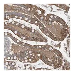 Merck Anti-GCC2 antibody produced in rabbit