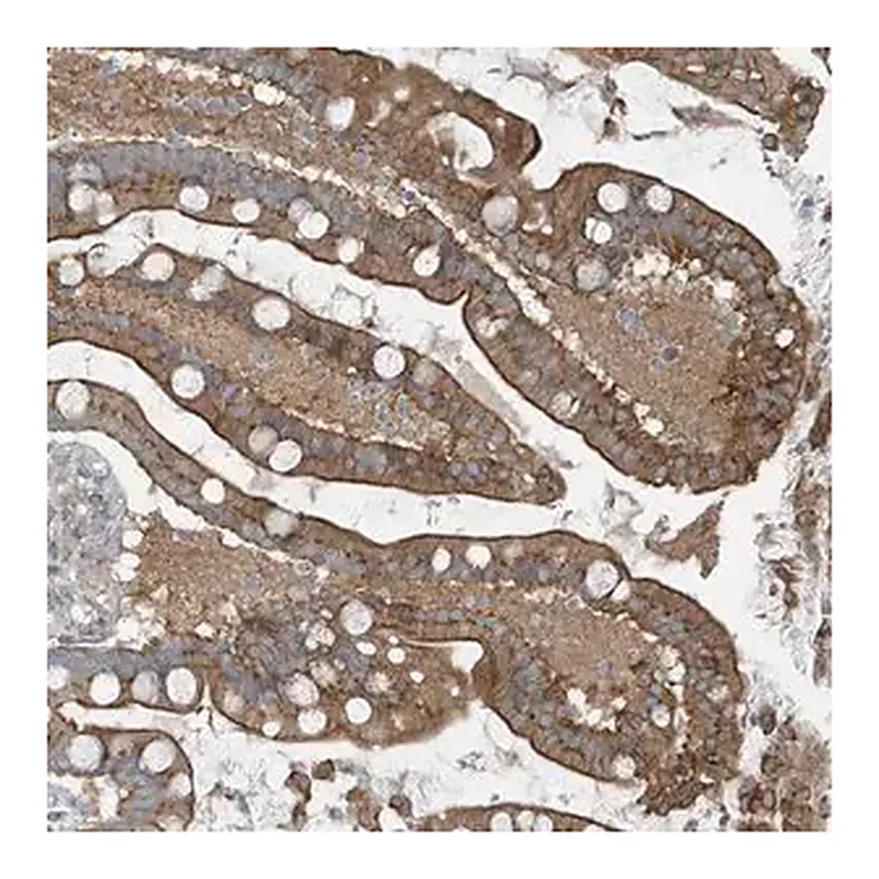Merck Anti-GCC2 antibody produced in rabbit