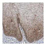 Merck Anti-CYR61 antibody produced in rabbit