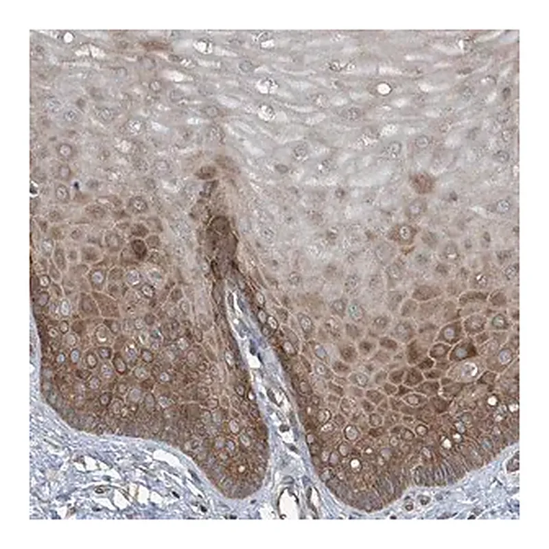 Merck Anti-CYR61 antibody produced in rabbit