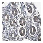 Merck Anti-PTGFRN antibody produced in rabbit