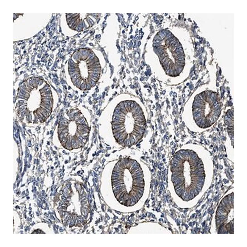 Merck Anti-PTGFRN antibody produced in rabbit
