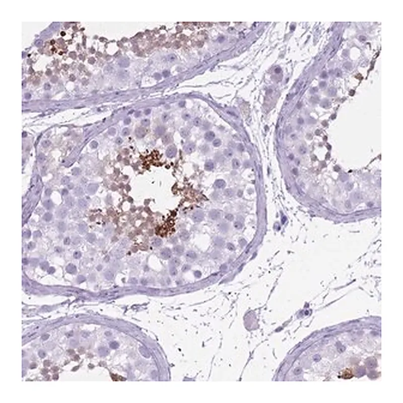 Merck Anti-OR7C1 antibody produced in rabbit