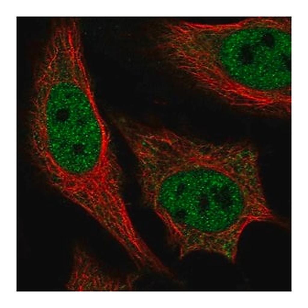 Merck Anti-PPARGC1A antibody produced in rabbit