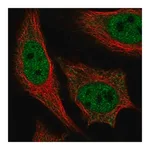 Merck Anti-PPARGC1A antibody produced in rabbit