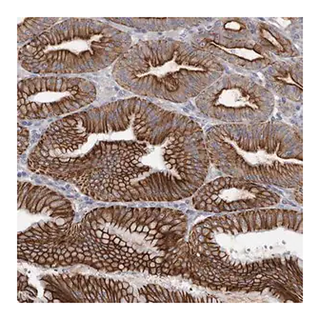 Merck Anti-LPAR6 antibody produced in rabbit