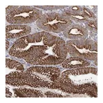 Merck Anti-LPAR6 antibody produced in rabbit