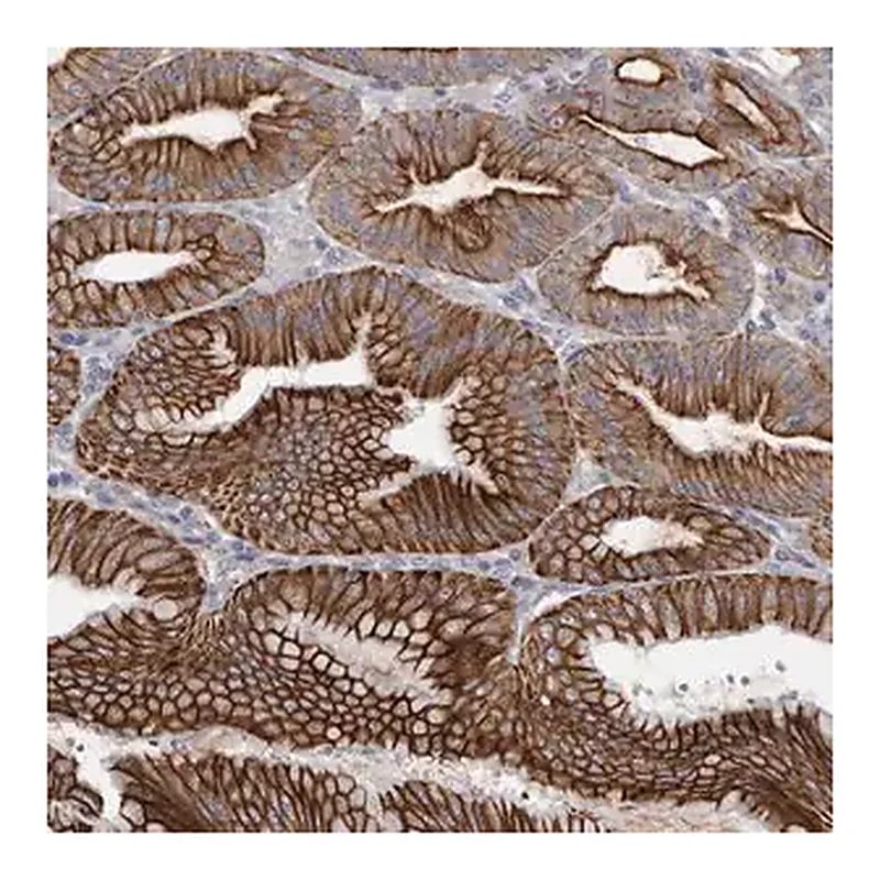 Merck Anti-LPAR6 antibody produced in rabbit