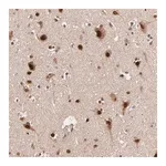 Merck Anti-TOP1MT antibody produced in rabbit