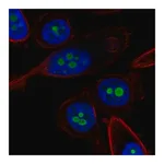 Merck Anti-CDKN2A antibody produced in rabbit