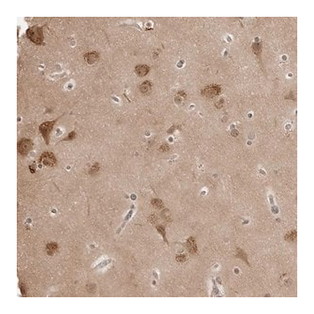 Merck Anti-YWHAG antibody produced in rabbit