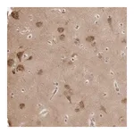 Merck Anti-YWHAG antibody produced in rabbit