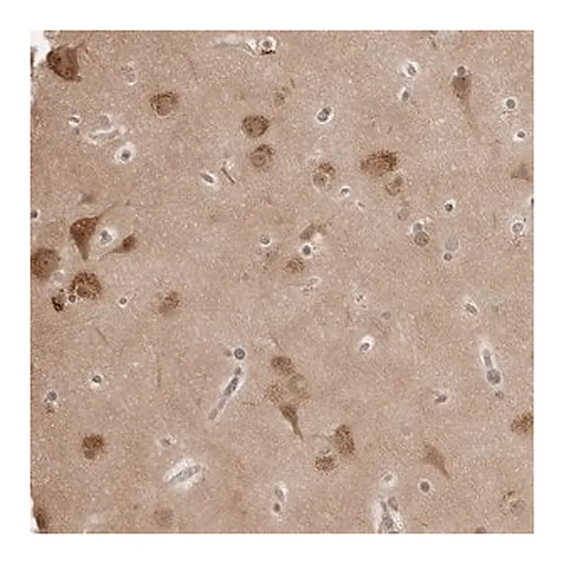Merck Anti-YWHAG antibody produced in rabbit