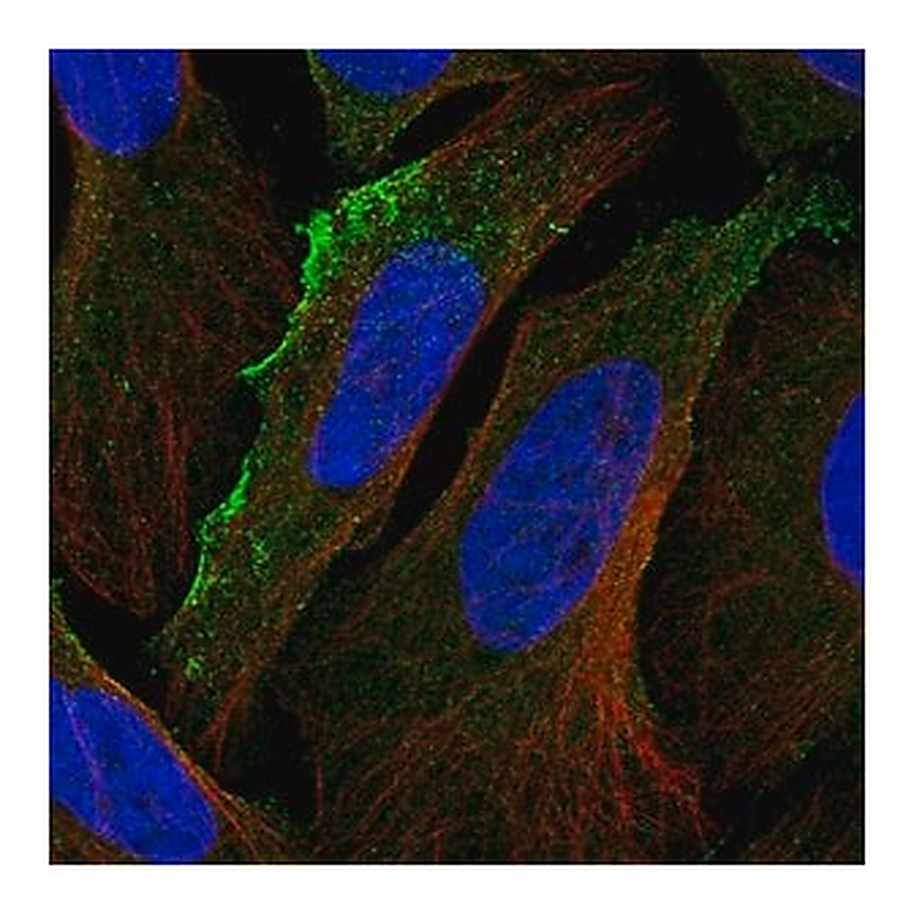 Merck Anti-ACKR3 antibody produced in rabbit