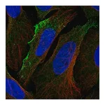 Merck Anti-ACKR3 antibody produced in rabbit