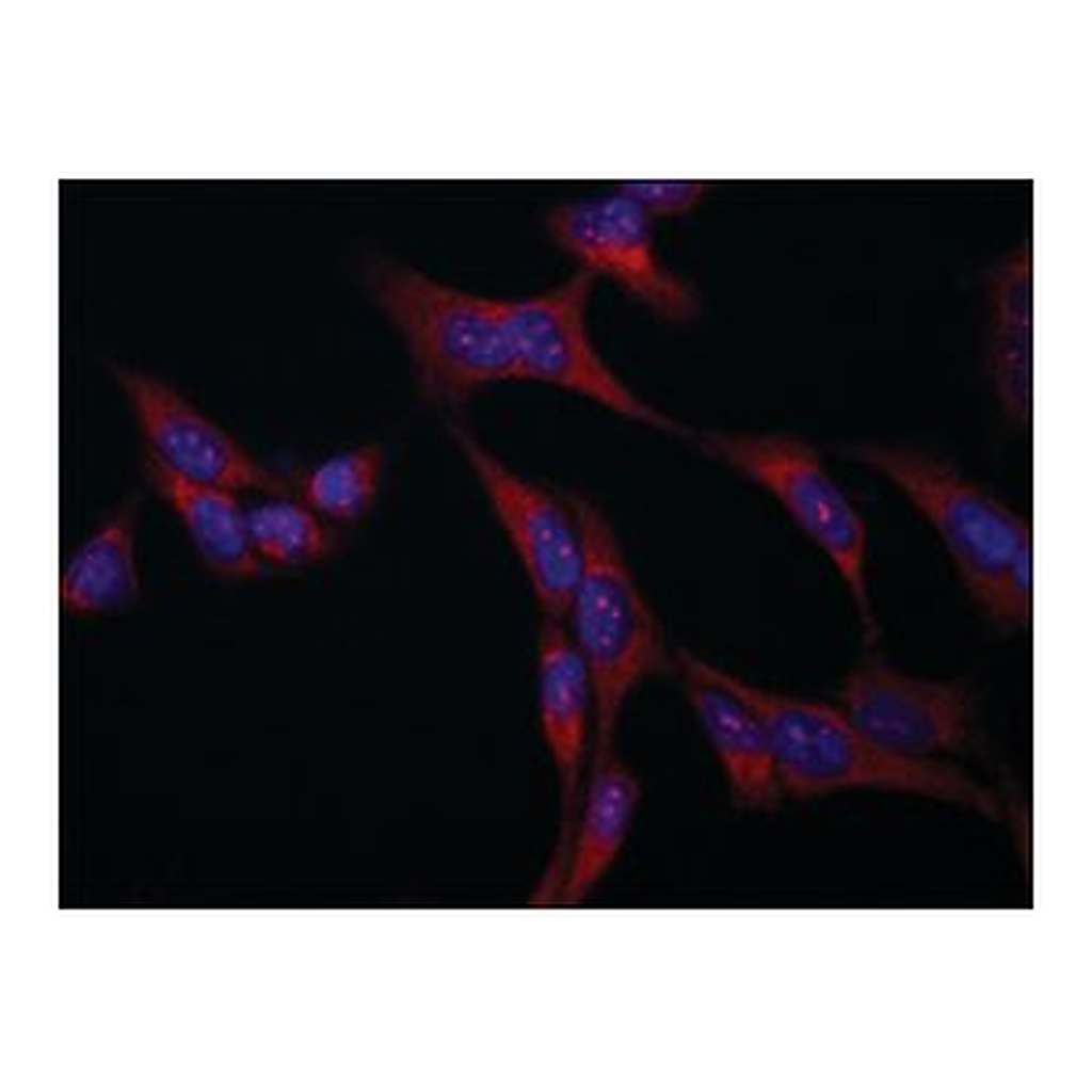 Merck Anti-VAC14 antibody produced in rabbit
