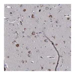 Merck Anti-TMX2 antibody produced in rabbit