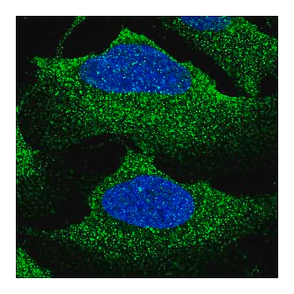 Merck Anti-SLC12A2 antibody produced in rabbit