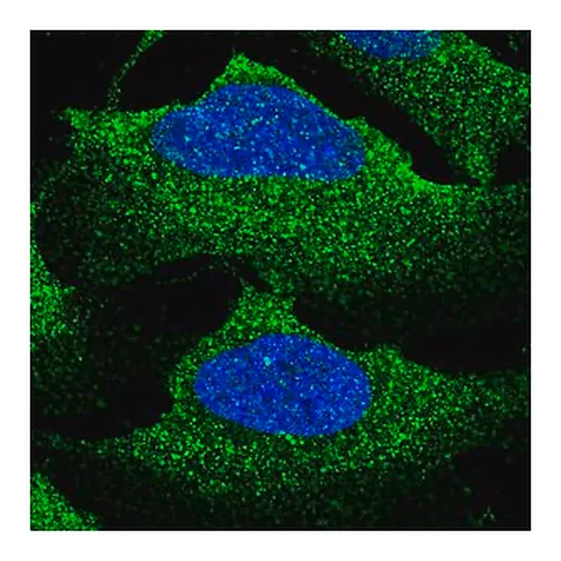 Merck Anti-SLC12A2 antibody produced in rabbit
