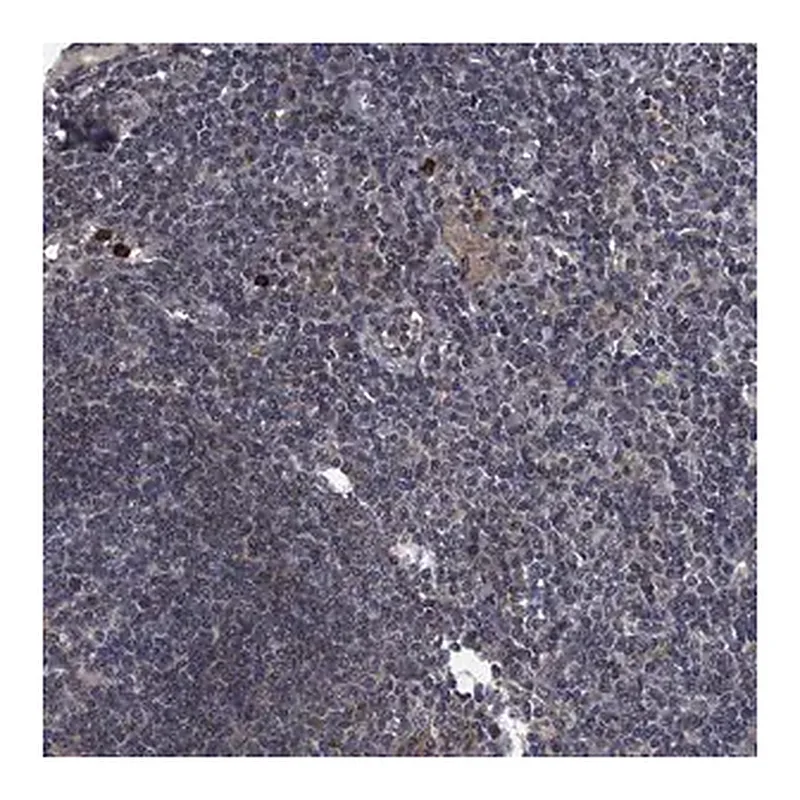 Merck Anti-KBTBD8 antibody produced in rabbit