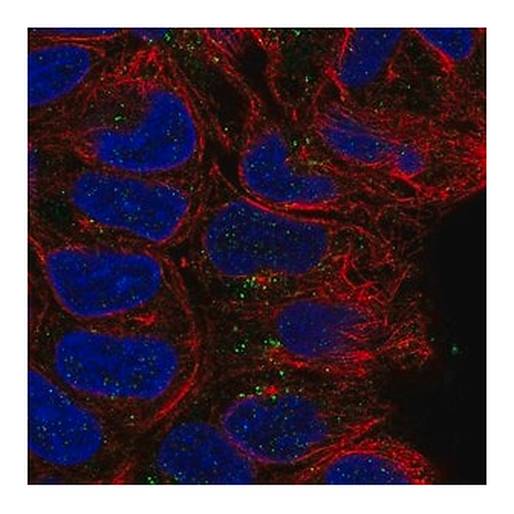 Merck Anti-CD24 antibody produced in rabbit