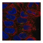 Merck Anti-CD24 antibody produced in rabbit