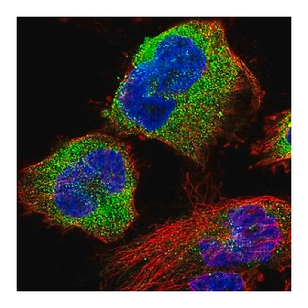 Merck Anti-STK38L antibody produced in rabbit