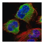 Merck Anti-STK38L antibody produced in rabbit