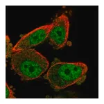 Merck Anti-WT1 antibody produced in rabbit