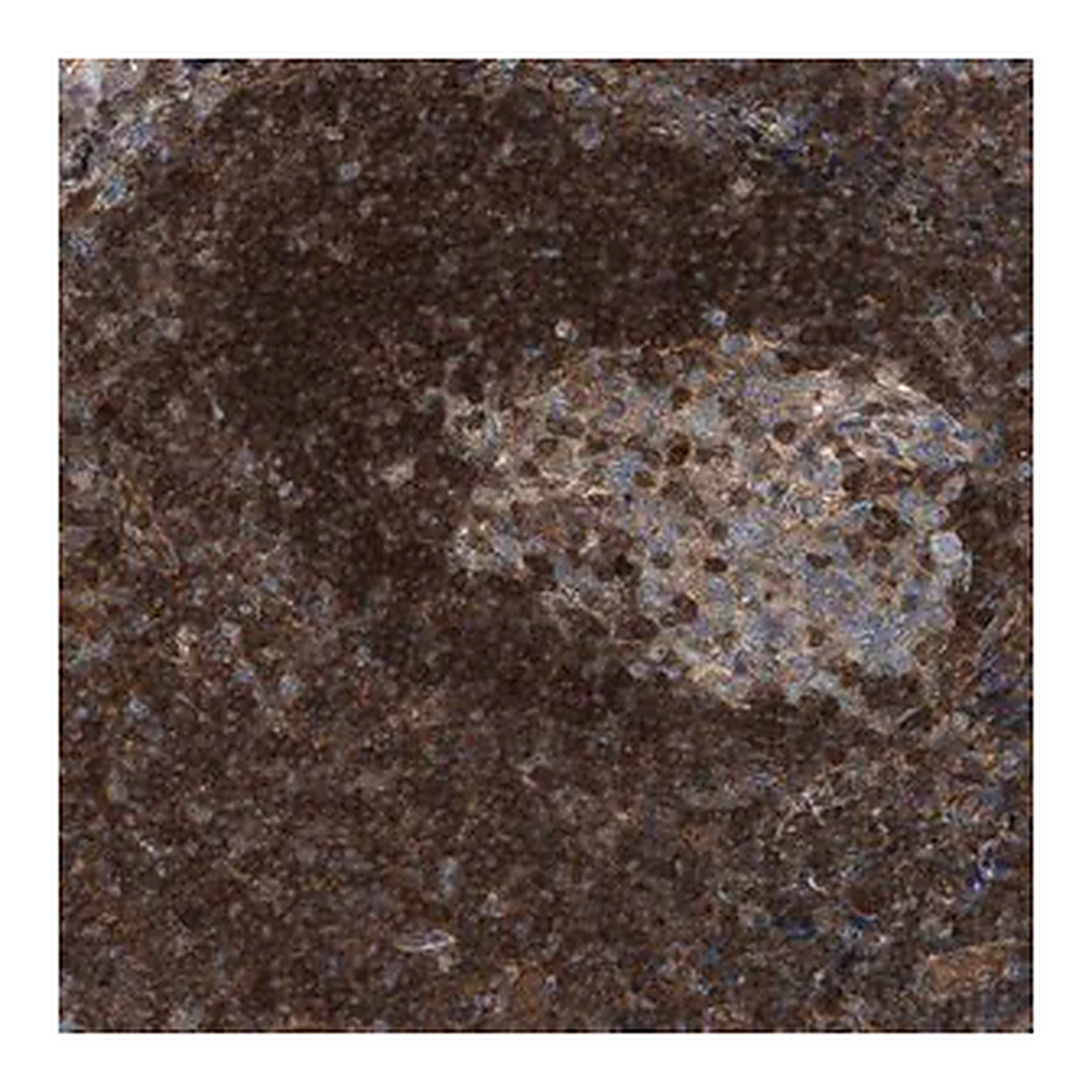 Merck Anti-TPK1 antibody produced in rabbit