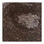 Merck Anti-TPK1 antibody produced in rabbit