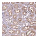 Merck Anti-NTN4 antibody produced in rabbit