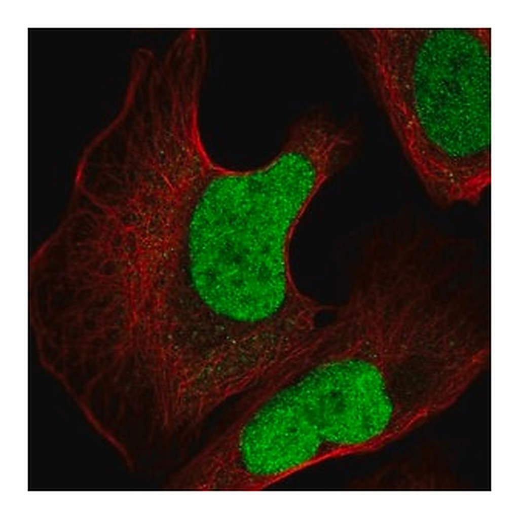 Merck Anti-JUN antibody produced in rabbit