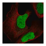 Merck Anti-JUN antibody produced in rabbit