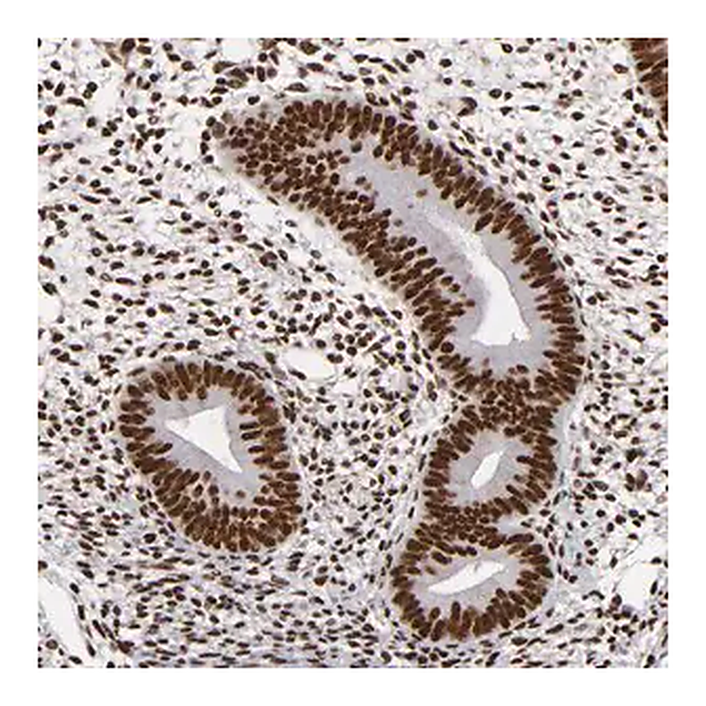 Merck Anti-MRE11 antibody produced in rabbit