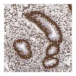Merck Anti-MRE11 antibody produced in rabbit