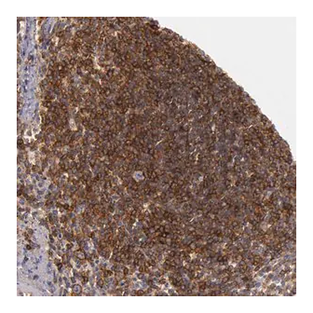 Merck Anti-TRIB2 antibody produced in rabbit