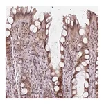 Merck Anti-KAT6A antibody produced in rabbit