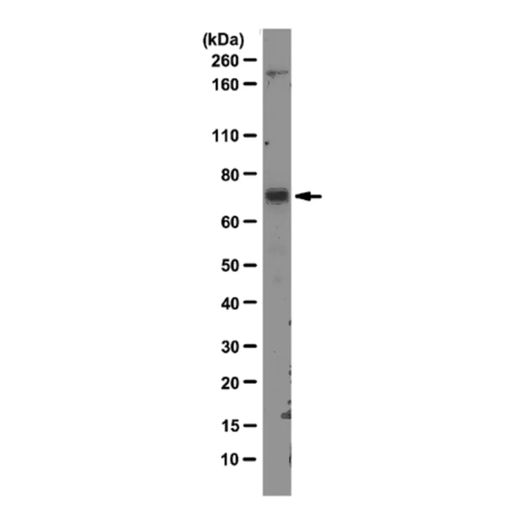Merck Anti-MDM2 Antibody, clone 3G9