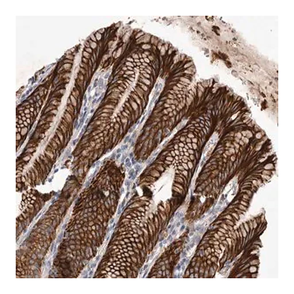 Merck Anti-DHDDS antibody produced in rabbit
