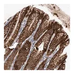 Merck Anti-DHDDS antibody produced in rabbit